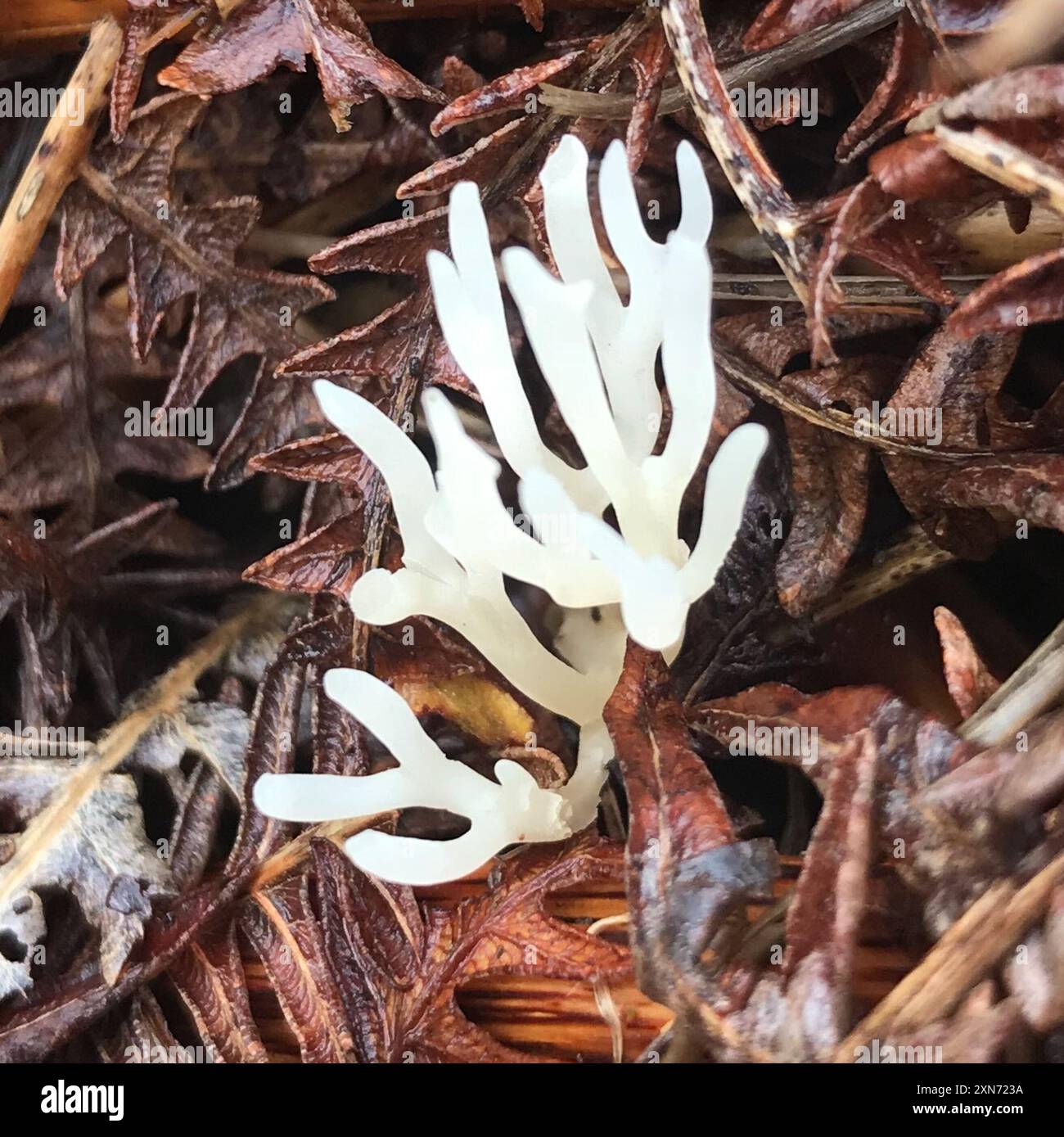 Weiße Korallenpilze (Ramariopsis kunzei) Stockfoto