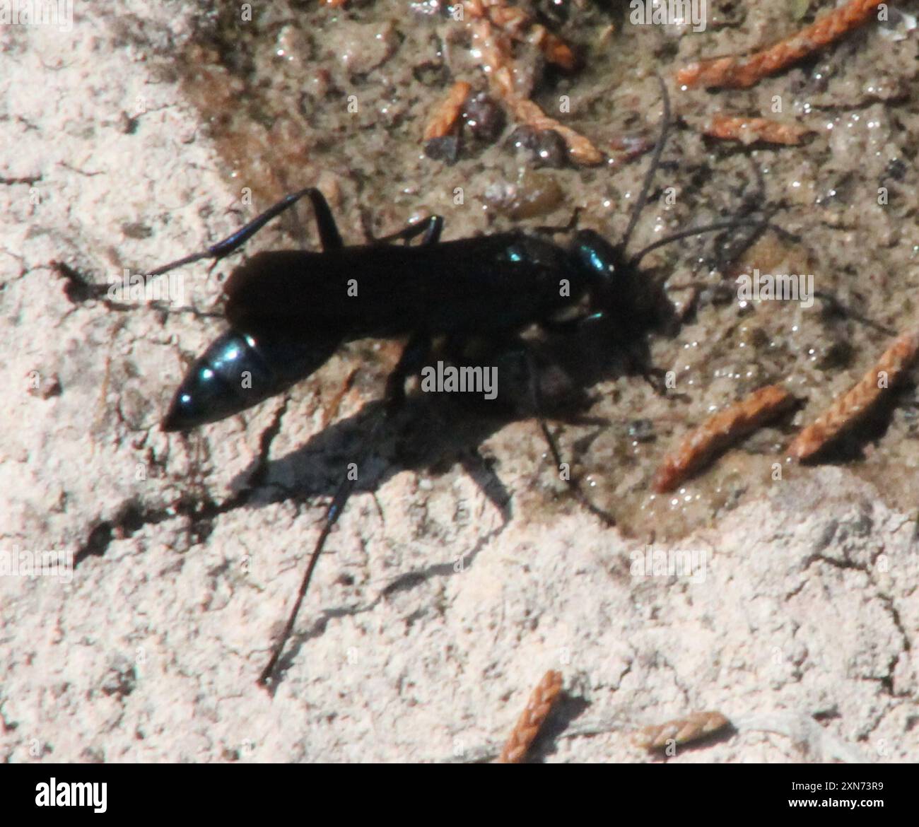 Nearctic Blue Schlamm-Dauber Wasp (Chalybion californicum) Insecta Stockfoto