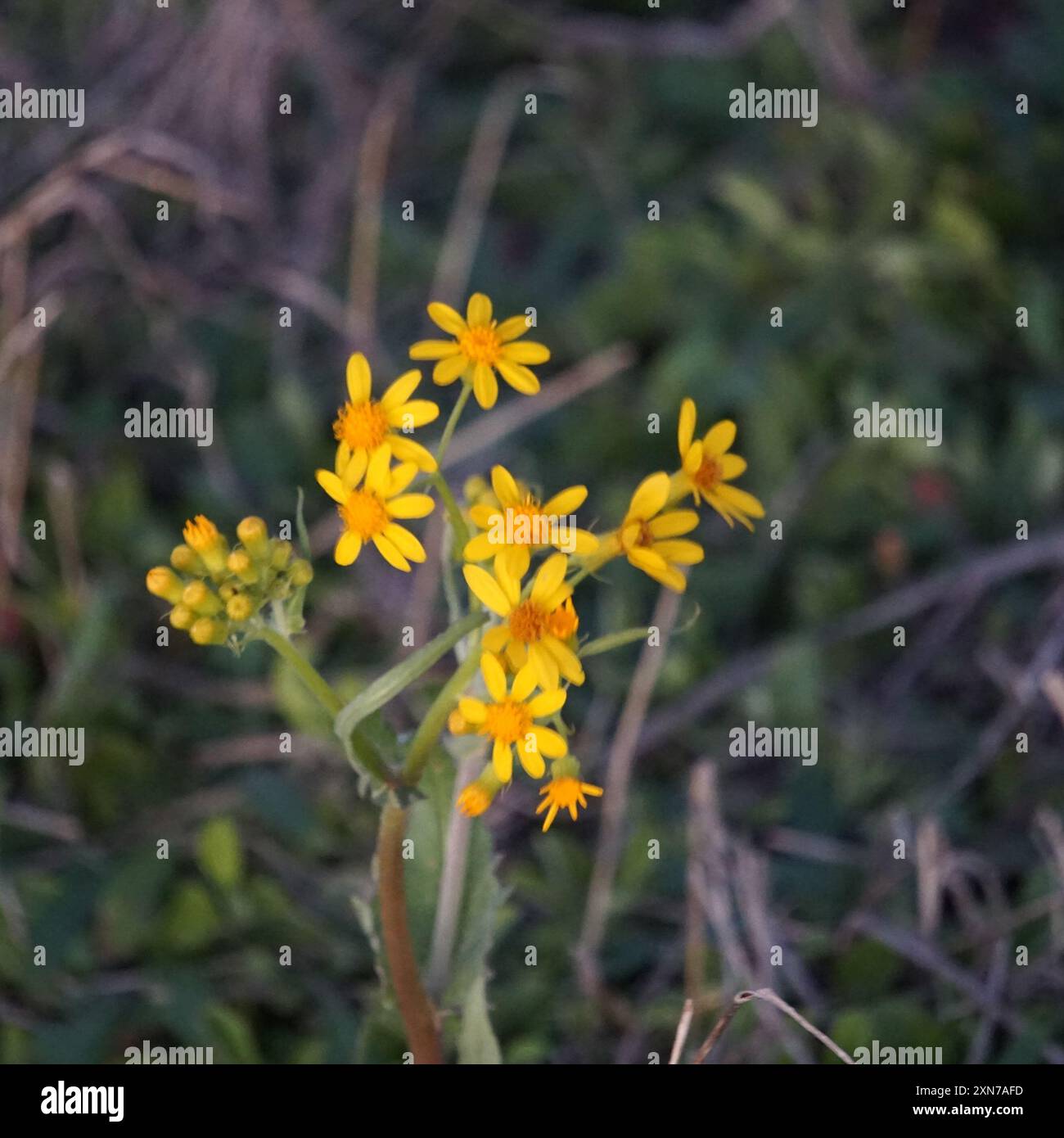 Texas Ragkraut (Senecio ampullaceus) Plantae Stockfoto