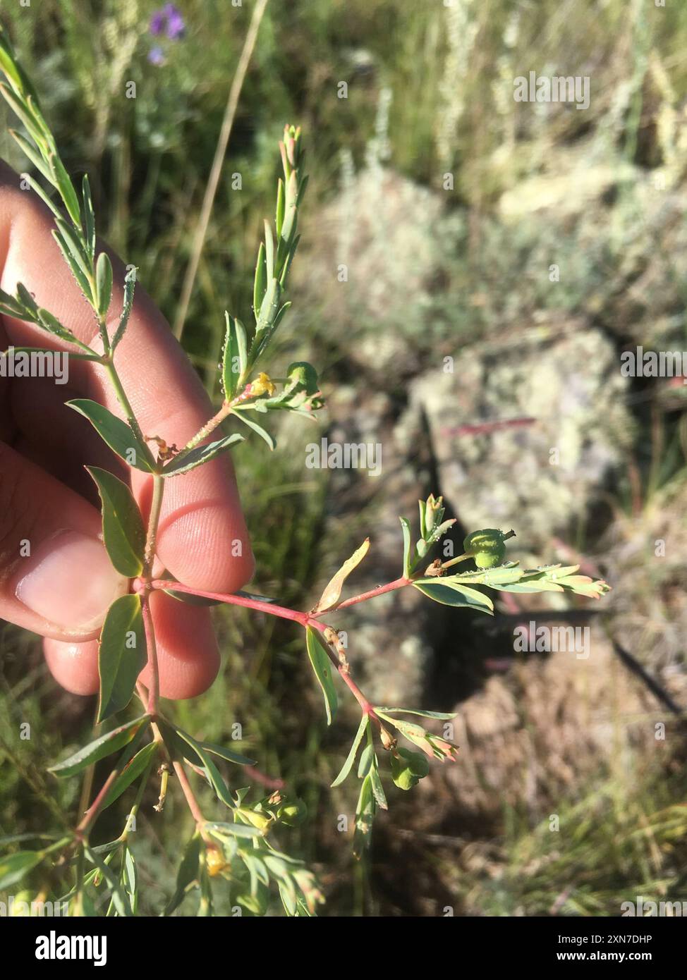 Bergsporne (Euphorbia chamaesula) Plantae Stockfoto