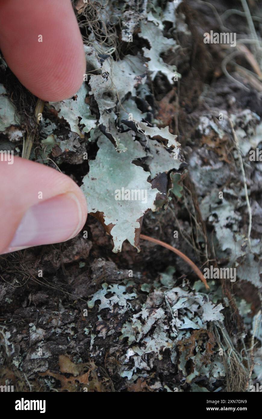 Verschiedene Ragenflechten (Platismatia glauca) Pilze Stockfoto