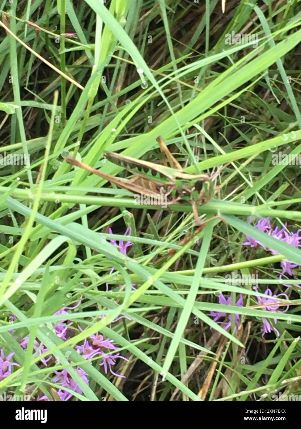 Bewundernswerte Grasshopper (Syrbula admirabilis) Insecta Stockfoto