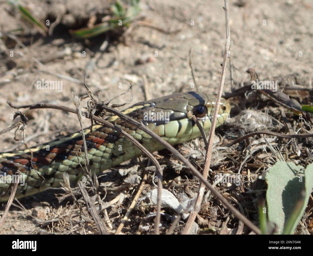 Küstenstrumpfschlange (Thamnophis elegans terrestris) Reptilia Stockfoto