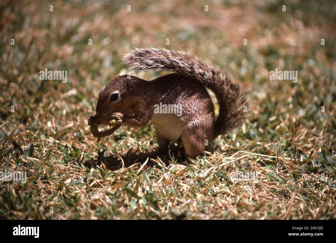 Ungestreiftes Ground Eichhörnchen (Xerus rutilus) Mammalia Stockfoto