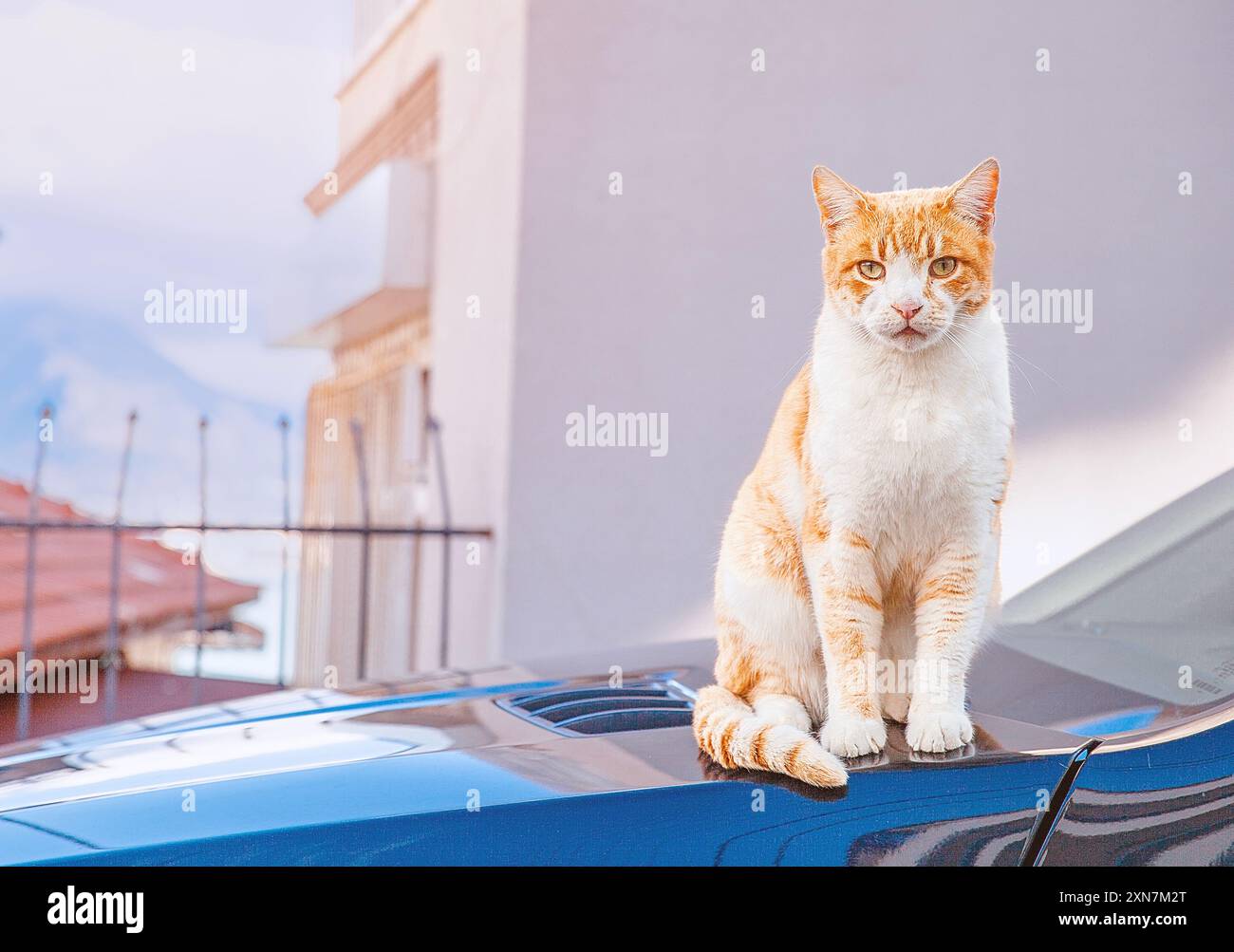 Eine rote Katze auf der Motorhaube eines Autos in einem mediterranen Stadtbild. Alanya, Türkei, 18. Januar 2019 Stockfoto