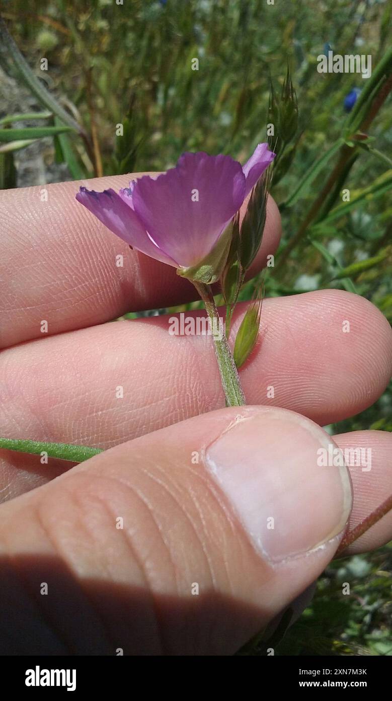 (Clarkia gracilis gracilis) Plantae Stockfoto