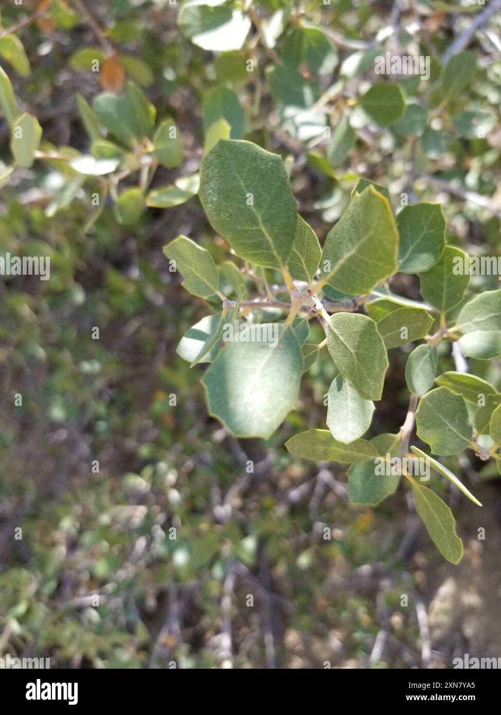 Müllereiche (Quercus cornelius-mulleri) Plantae Stockfoto