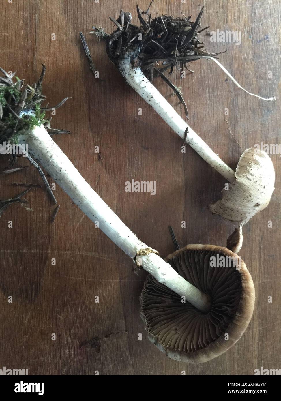 (Psathyrella longistriata) Pilze Stockfoto