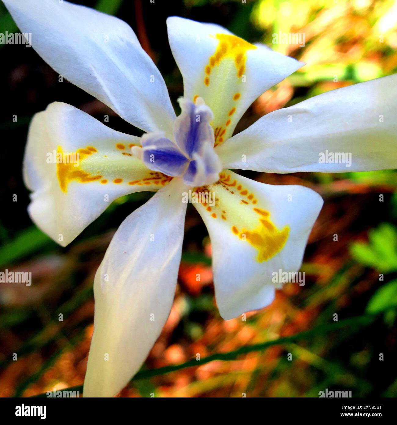 Kleine viertägige Lilie (Dietes iridioides) Plantae Stockfoto