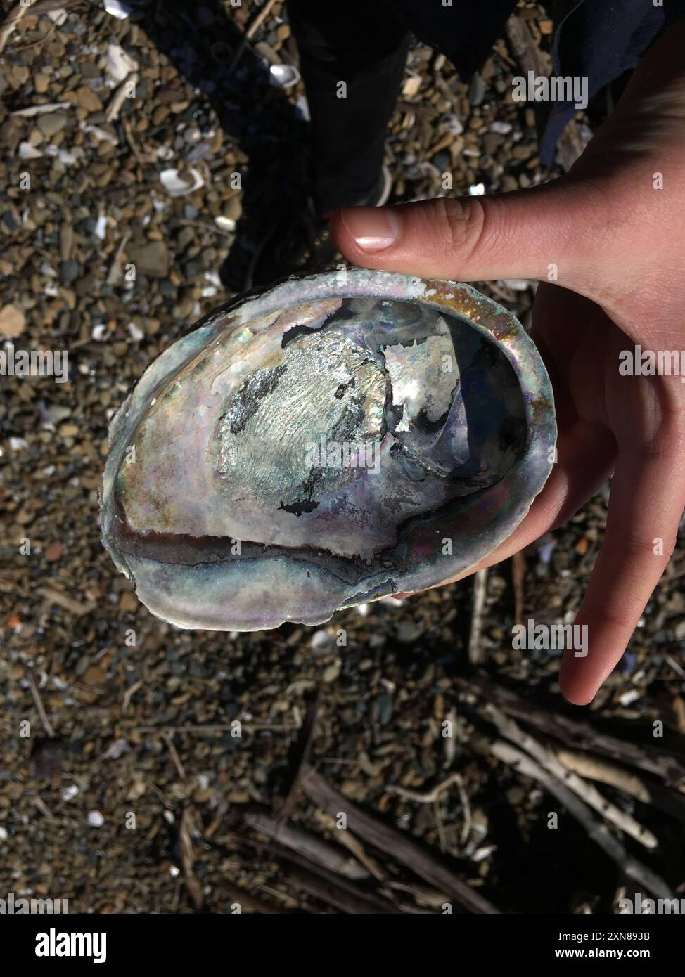 Schwarzfuß Paua (Haliotis iris) Mollusca Stockfoto