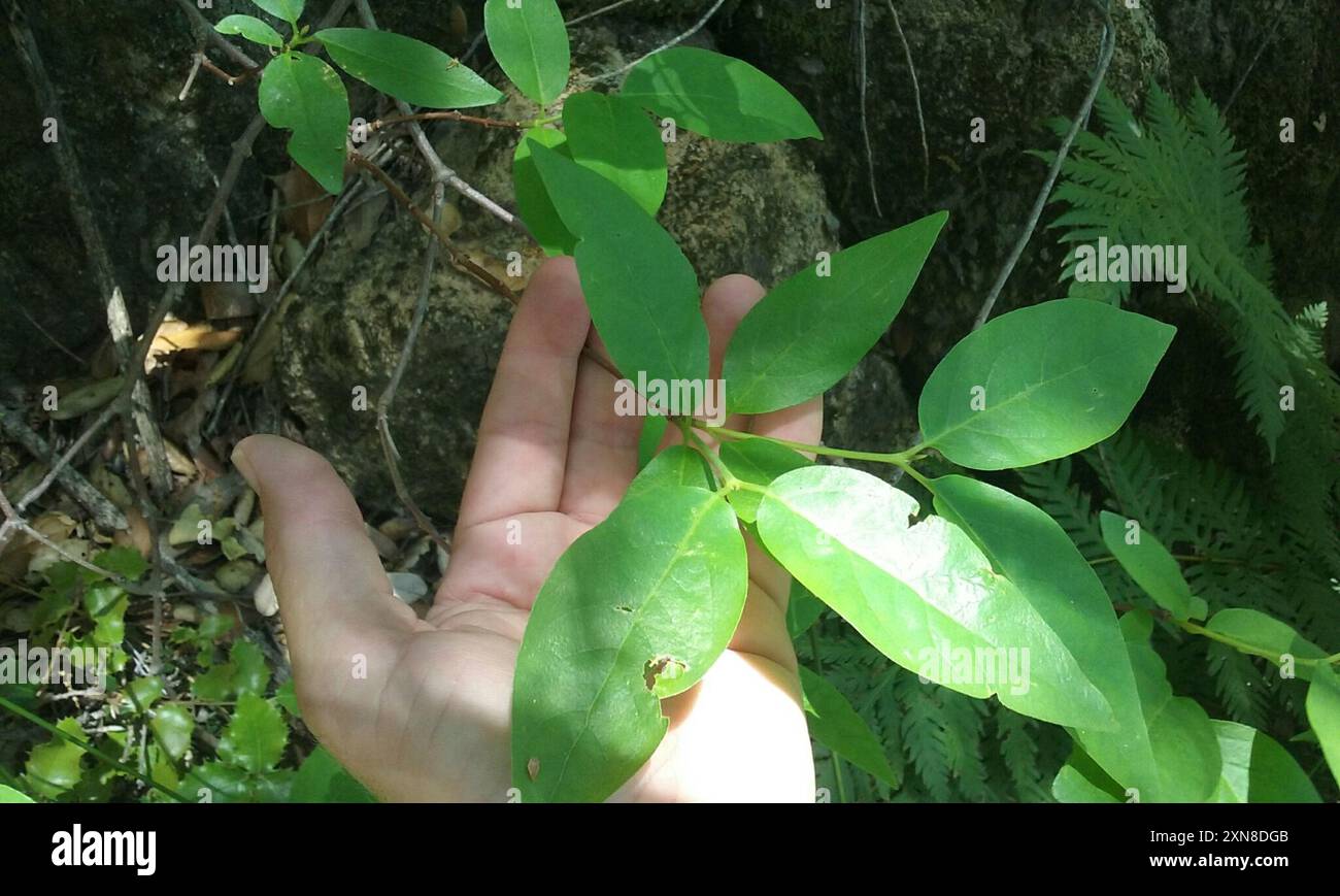 Kalifornische Süßstrauch (Calycanthus occidentalis) Plantae Stockfoto