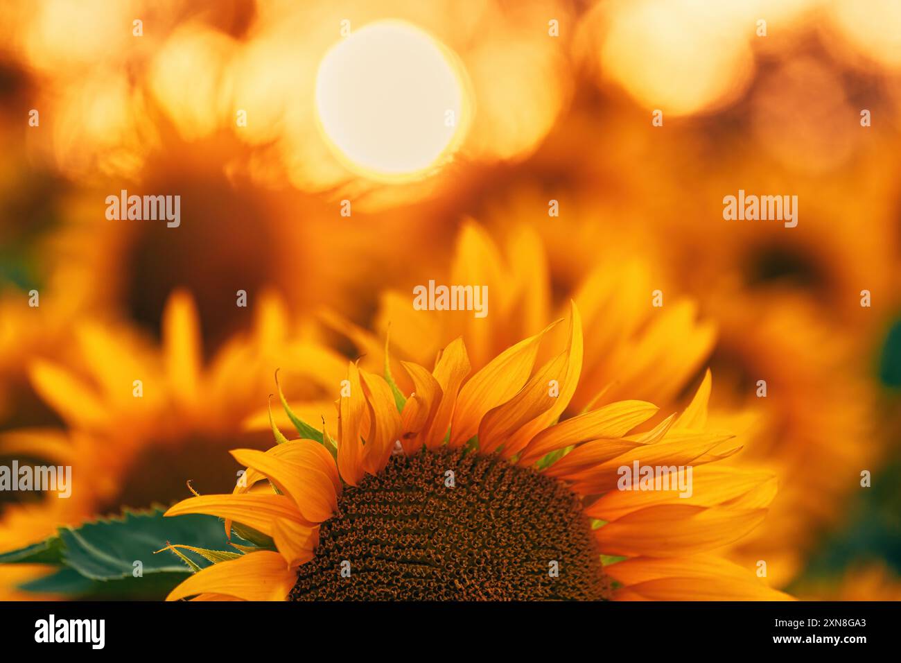 Schöne bebaute Sonnenblumenplantage im Sommer Sonnenuntergang, selektiver Fokus Stockfoto