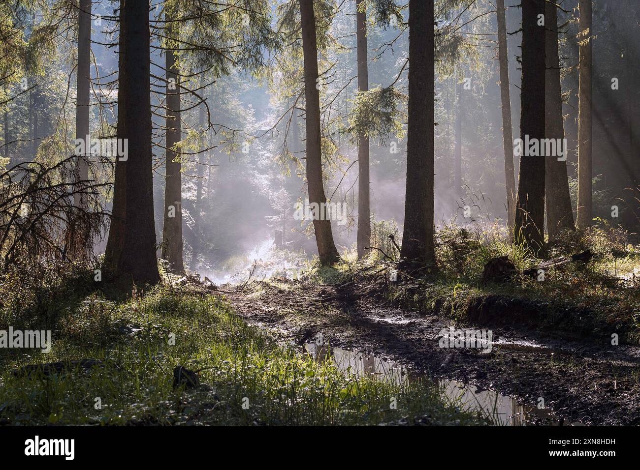 Verzauberter Wald bei Sonnenuntergang, wunderschönes orangefarbenes Licht durchdringt die Bäume in der Wildnis Rumäniens Stockfoto