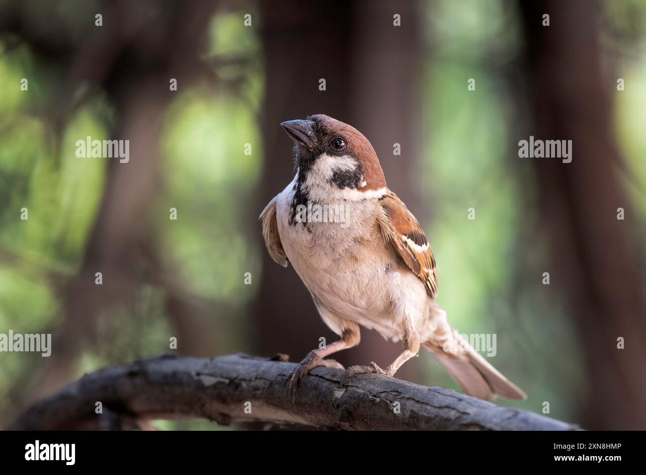 Männlicher Baumsperling in den Garten (Passer montanus) Stockfoto