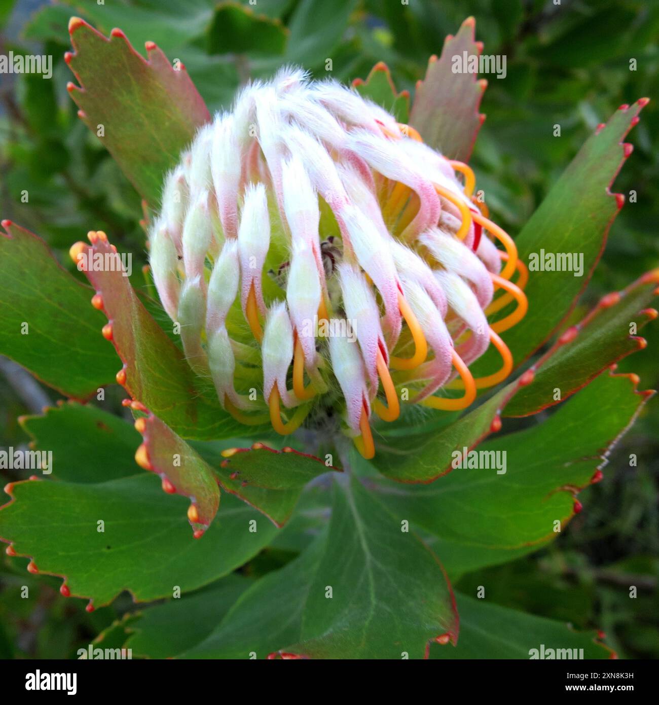 Outeniqua Pincushion (Leucospermum glabrum) Plantae Stockfoto