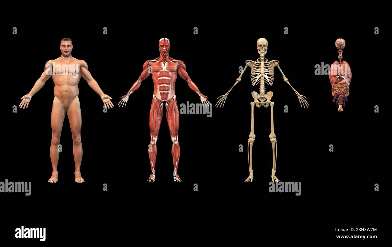 Männliche Anatomie mit Skelettmuskulatur und Organen Stockfoto