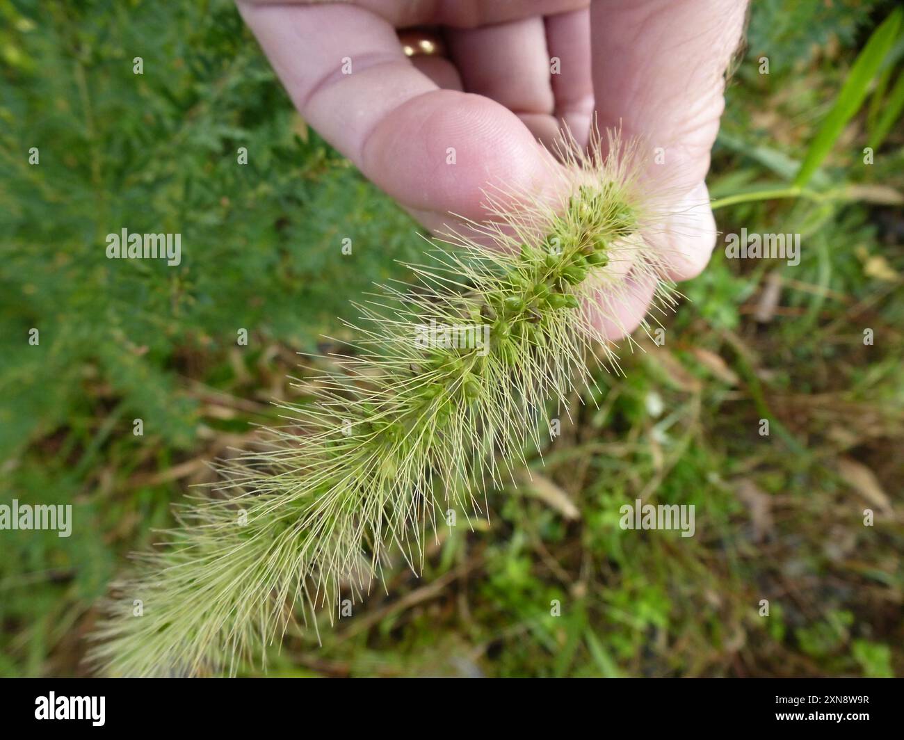 Riesenfuchsschwanz (Setaria faberi) Plantae Stockfoto