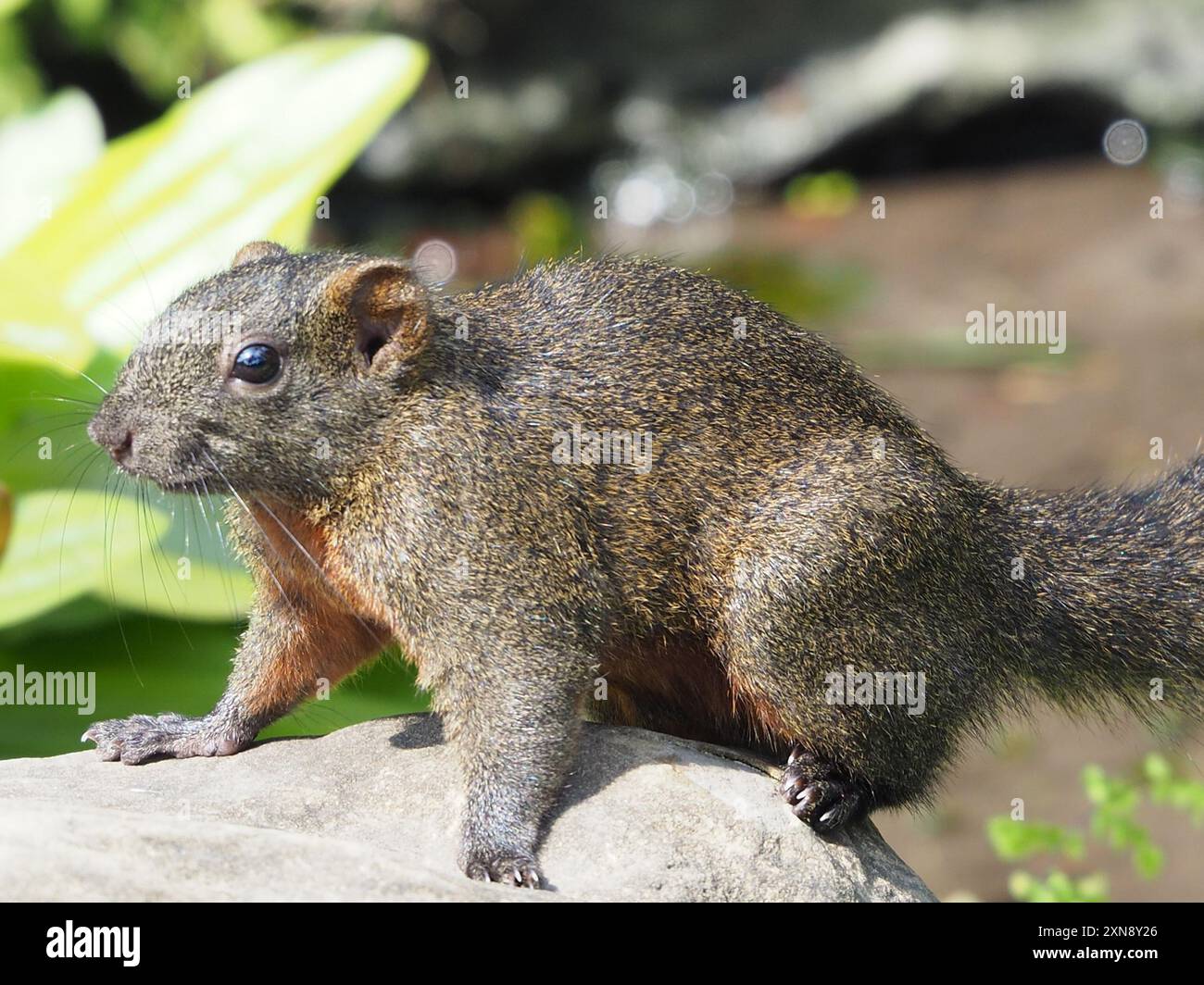 Pallas Eichhörnchen (Callosciurus erythraeus) Mammalia Stockfoto