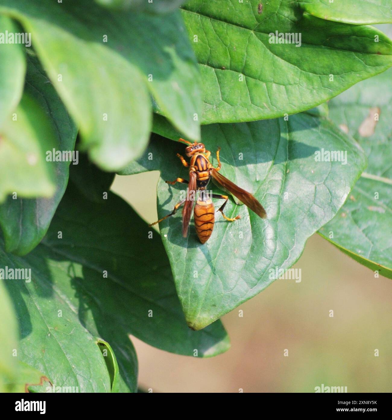 Dunkle Papierwäsche (Polistes jokahamae) Insecta Stockfoto