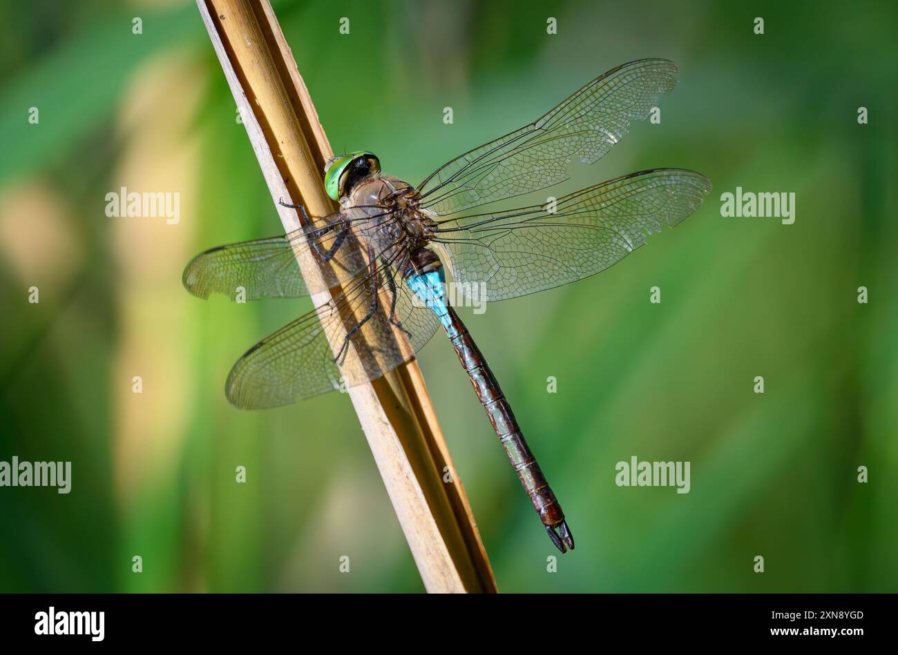 30. Juli 2024, Brandenburg, Petersdorf: Eine große Libelle (Anisoptera) sonnt sich auf einem Schilf an einem Wasserkörper. Große Libellen sind eine Unterordnung der Libellen und umfassen weltweit rund 2800 Arten, die in elf Familien unterteilt sind. Zu den großen Libellen gehören die Damselfliegen, Damselfliegen, Damselfliegen, Hawker Libellen und Damselfliegen. Große Libellen haben große zusammengesetzte Augen mit etwa 30.000 Einzelaugen. Sie gelten als die schnellsten Insekten der Welt und können ihre Beute mit Geschwindigkeiten von bis zu 50 Kilometern pro Stunde jagen. Foto: Patrick Pleul/dpa/ZB Stockfoto