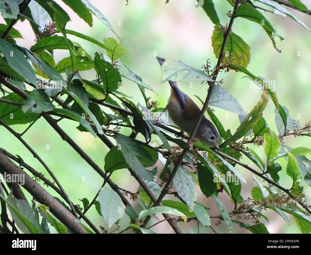 Blauflügelige Minla (Actinodura cyanouroptera) Aves Stockfoto