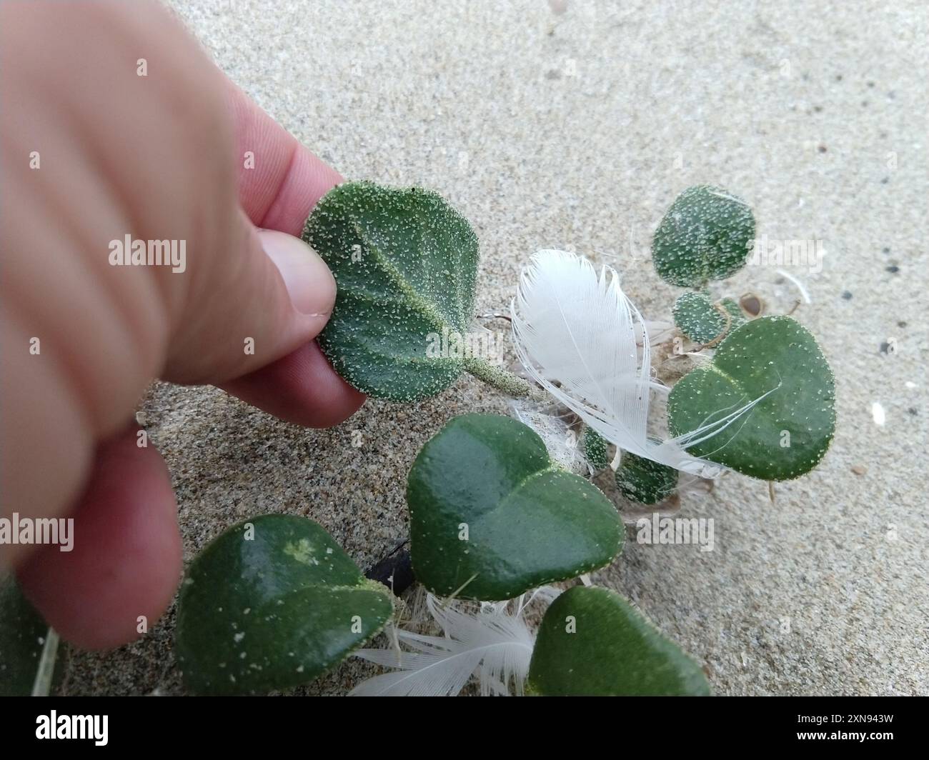 Gelbsand Verbene (Abronia latifolia) Plantae Stockfoto