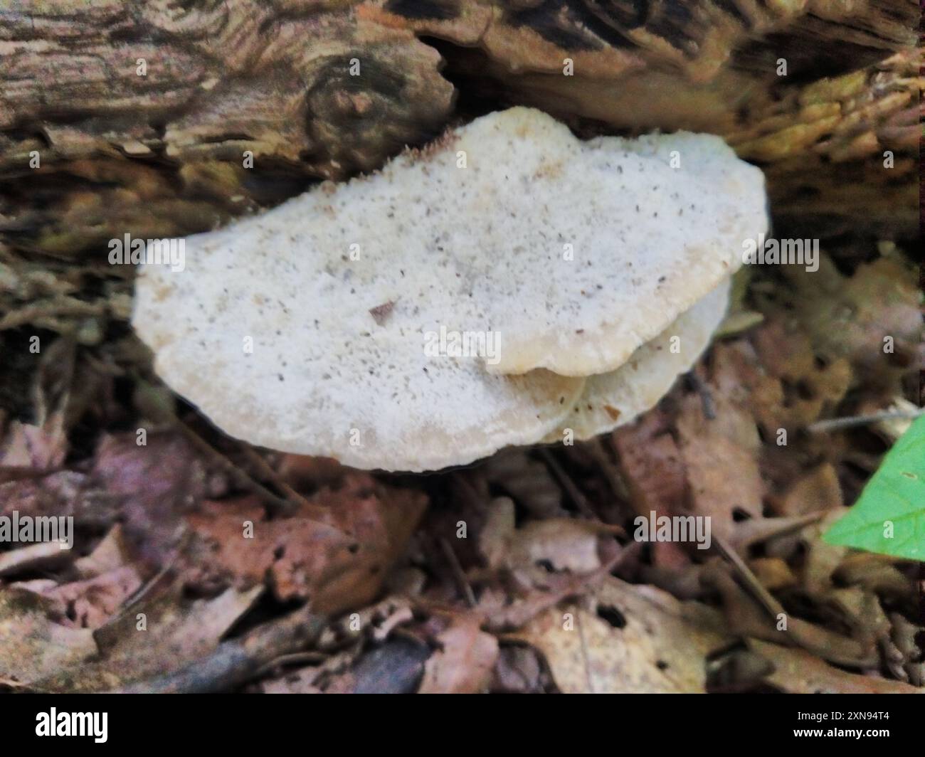 Pilze aus Polyporen (Tyromyces chioneus) des Weißkäses Stockfoto