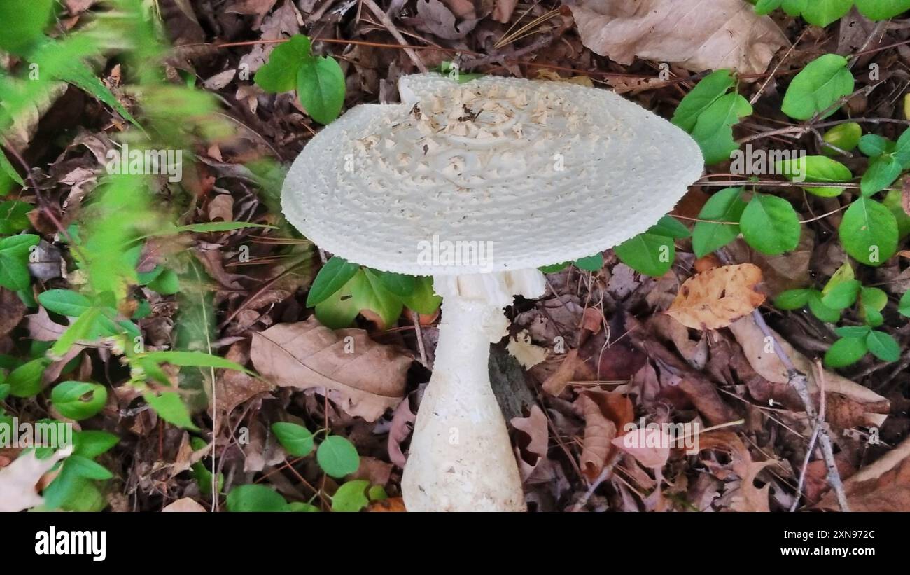 Amerikanische abrupt-Bulbed Lepidella (Amanita abrupta) Pilze Stockfoto