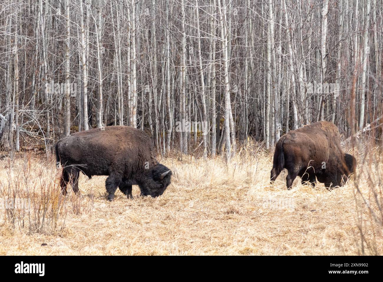 Zwei Flachbisons weiden im Elk Island National Park in Ablerta, Kanada Stockfoto