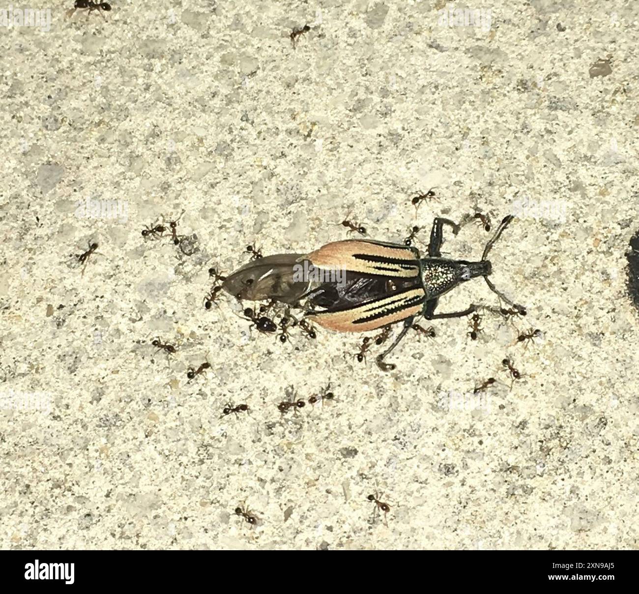 Diaprepes Root Weevil (Diaprepes abbreviatus) Insecta Stockfoto