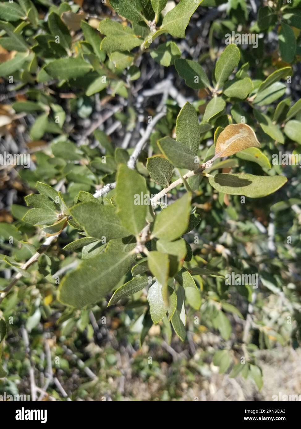 Müllereiche (Quercus cornelius-mulleri) Plantae Stockfoto