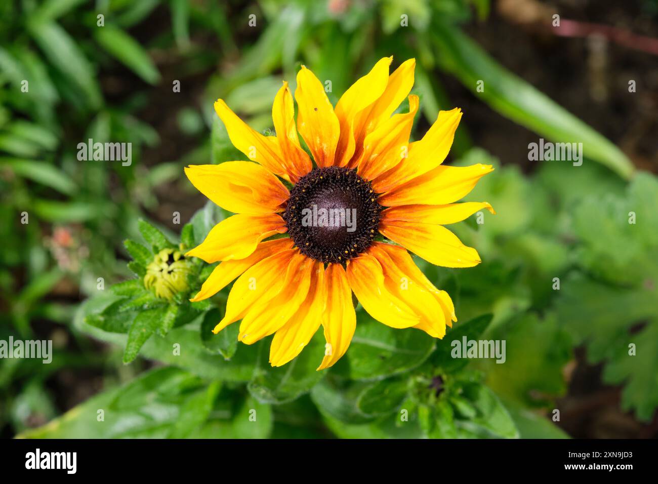 Orangenblüten von Rudbeckia hirta Marmelade Pflanzen in einem Sommerblumenbeet eines englischen Gartens, Großbritannien. Stockfoto