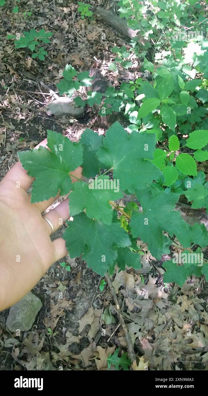 Stachelbeerfamilie (Grossulariaceae) Plantae Stockfoto