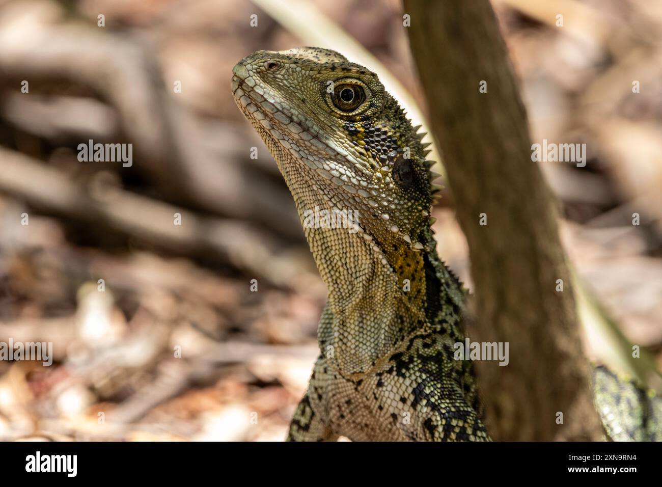 Ein junger australischer Wasserdrache Stockfoto