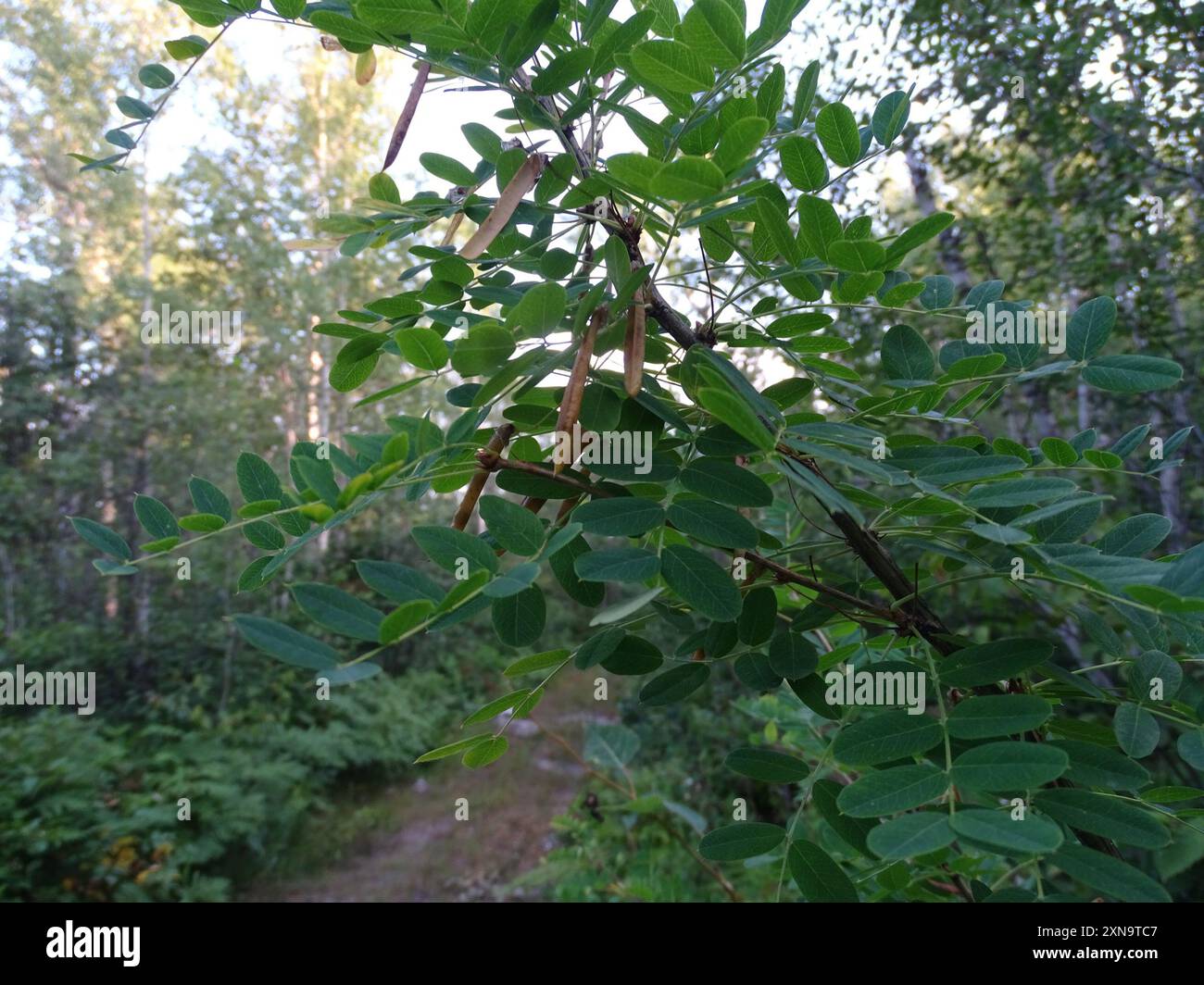 Sibirischer Erbsenstrauch (Caragana arborescens) Plantae Stockfoto