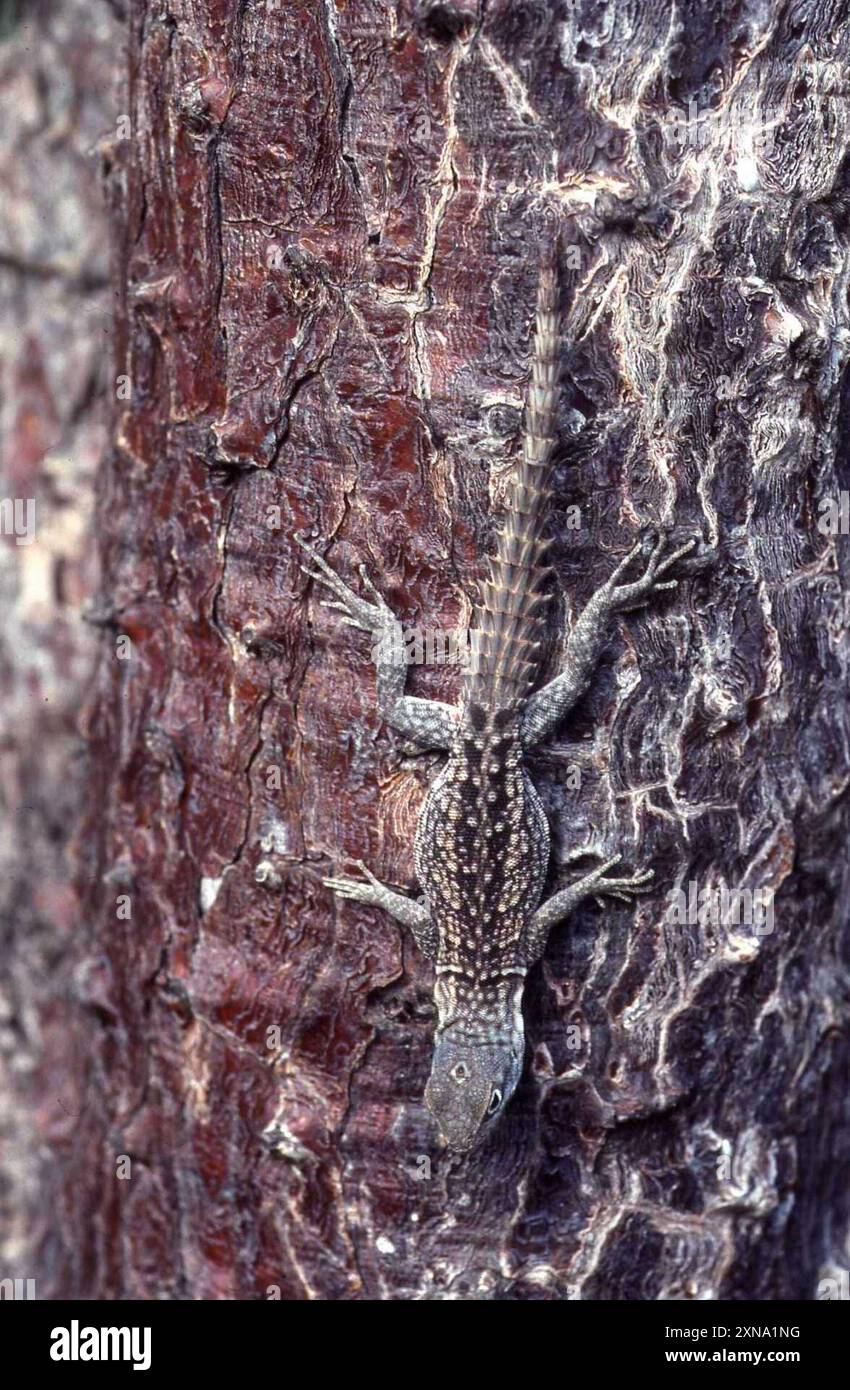 Merrems Madagaskar Swift (Oplurus cyclurus) Reptilia Stockfoto