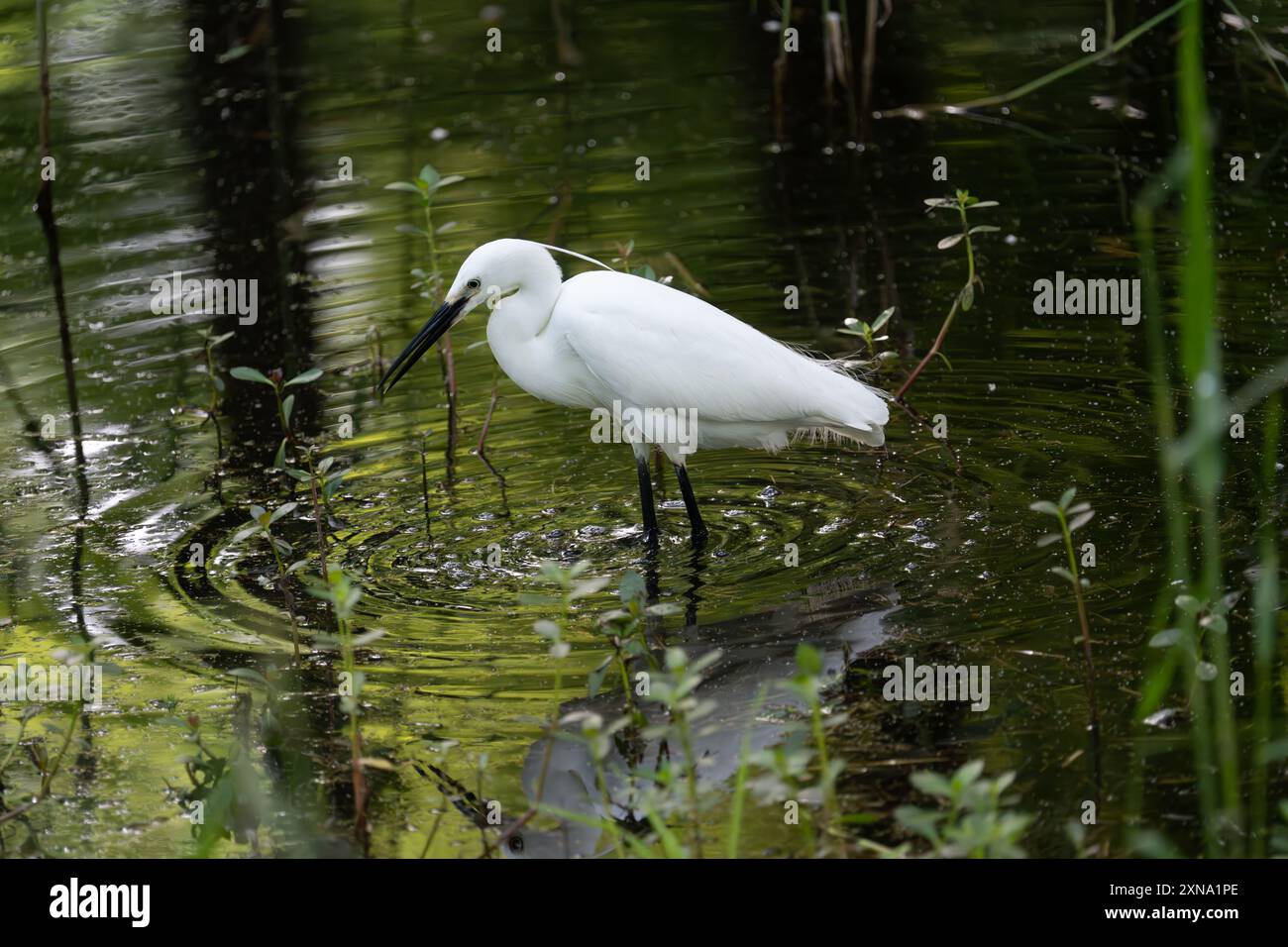 Ein einsamer Weißreiher steht in einem flachen Teich, dessen lange, schlanke Beine durch das Wasser waten. Stockfoto