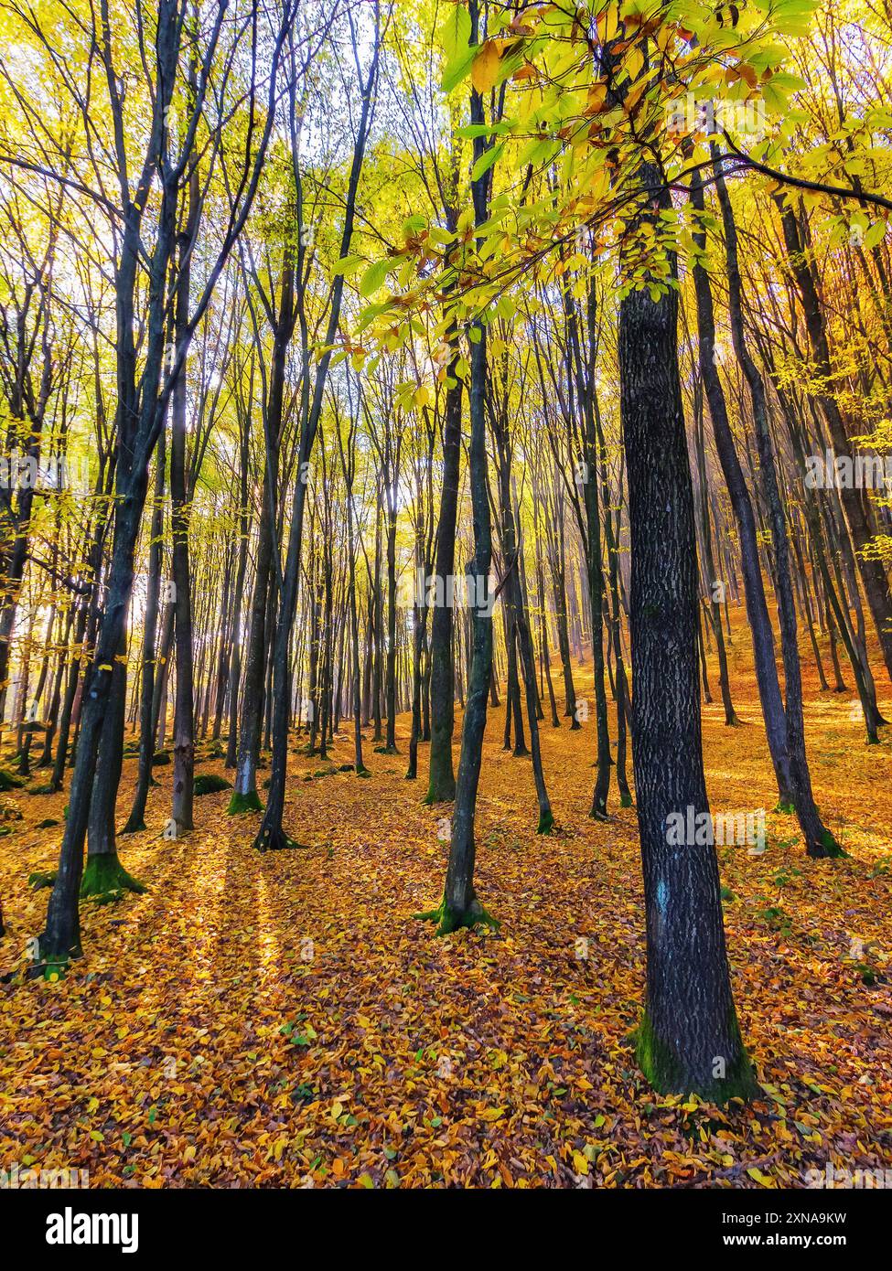 Farbenfroher Buchenwald im Herbst. Urwälder der unterkarpaten an einem sonnigen Tag. Wunderschöner Natur Hintergrund. Malerische Wildnis Stockfoto