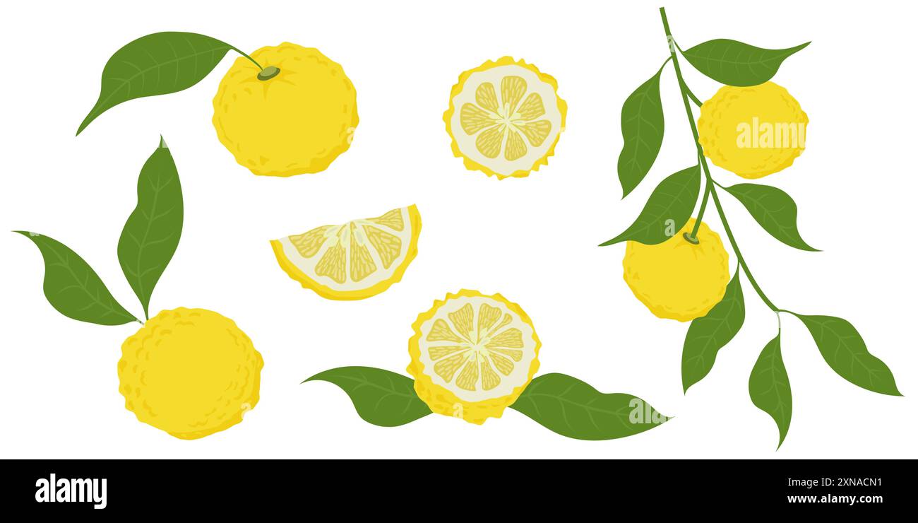 Handgezogene Yuzu-Frucht. Set von Yuzu-Früchten auf weißem Hintergrund Stock Vektor