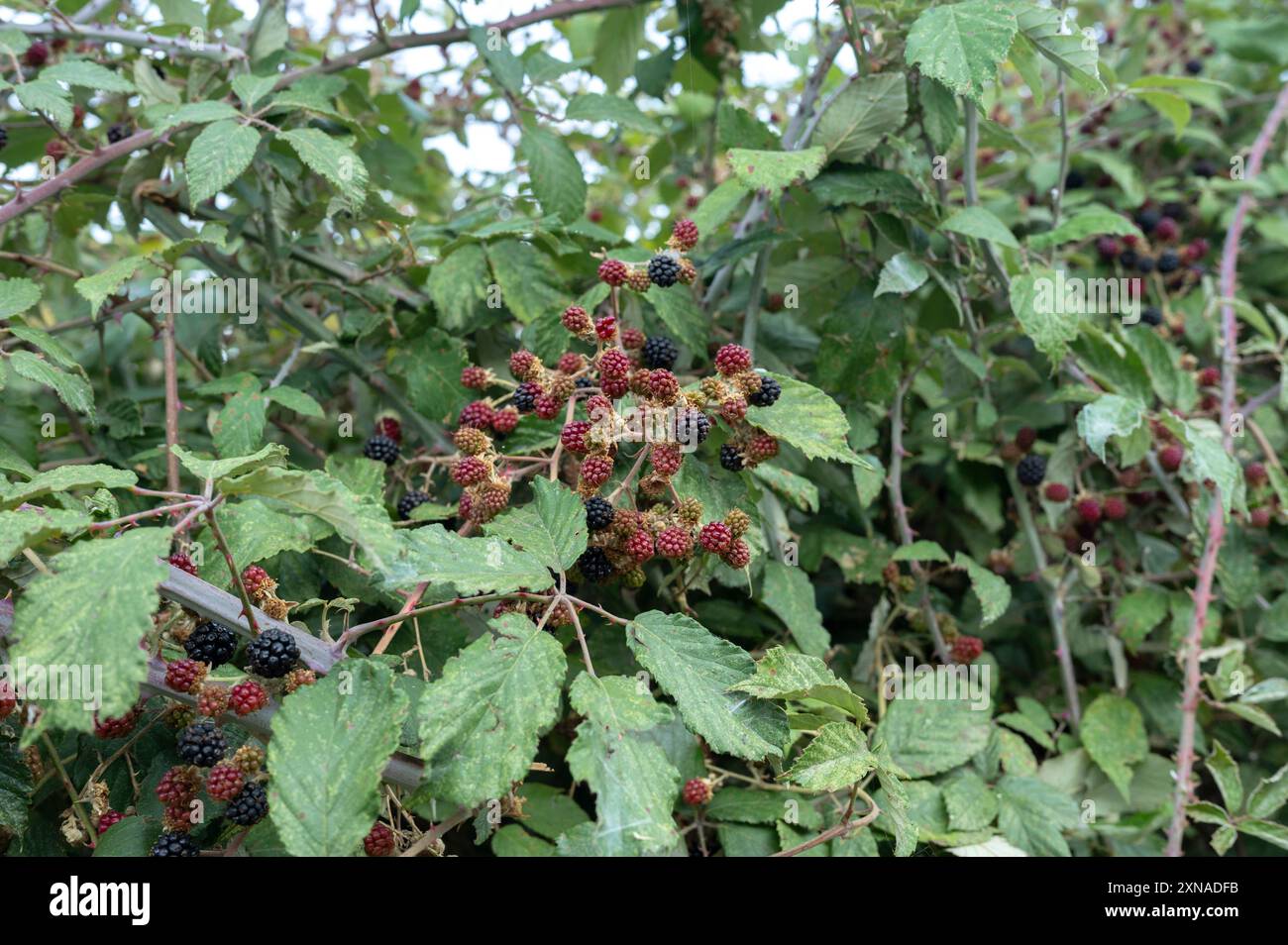 Nature's Candy: Saftige, reife Brombeeren, die bereit sind, geerntet zu werden Stockfoto