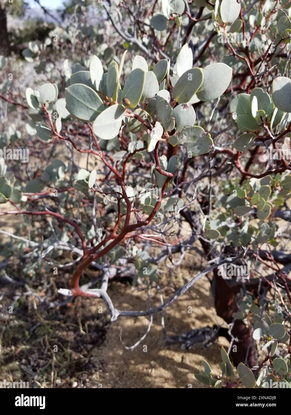 Big Berry Manzanita (Arctostaphylos glauca) Plantae Stockfoto