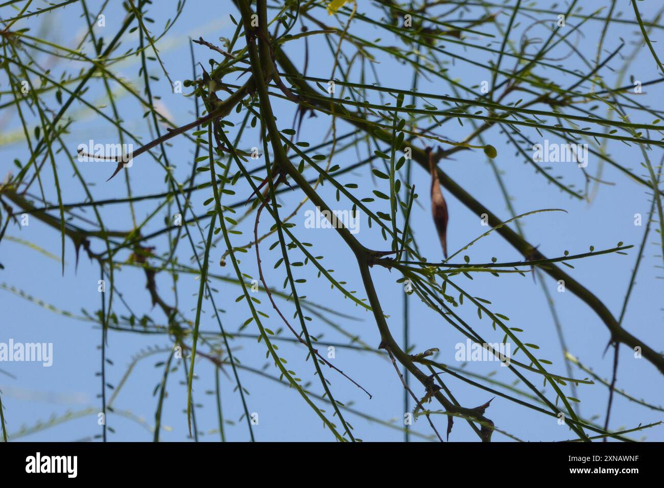 Mexikanischer palo verde (Parkinsonia aculeata) Plantae Stockfoto