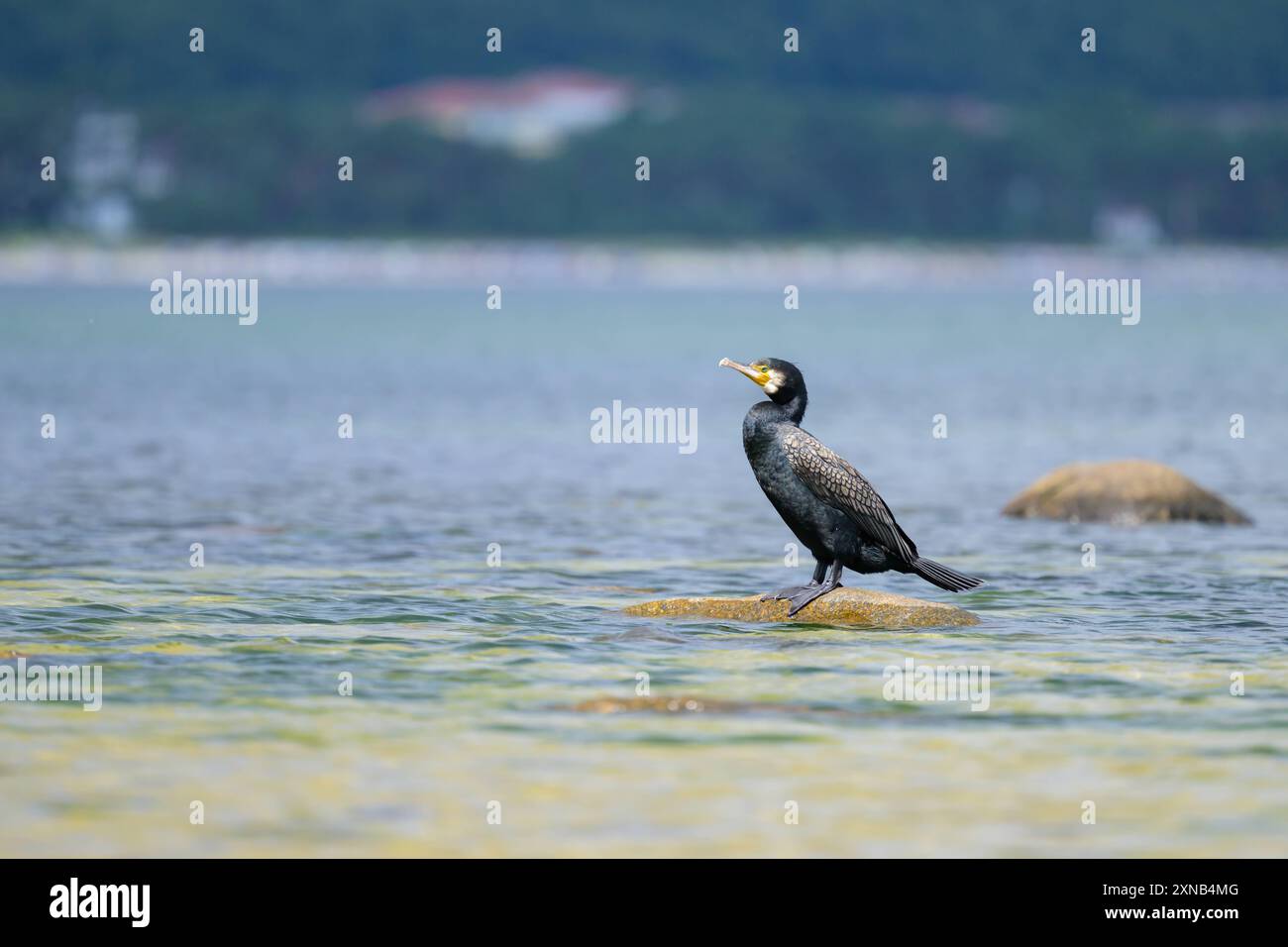 Ein großer Kormoran auf einem Felsen im Meer, sonniger Tag im Sommer, Rügen Deutschland Binz Deutschland Stockfoto