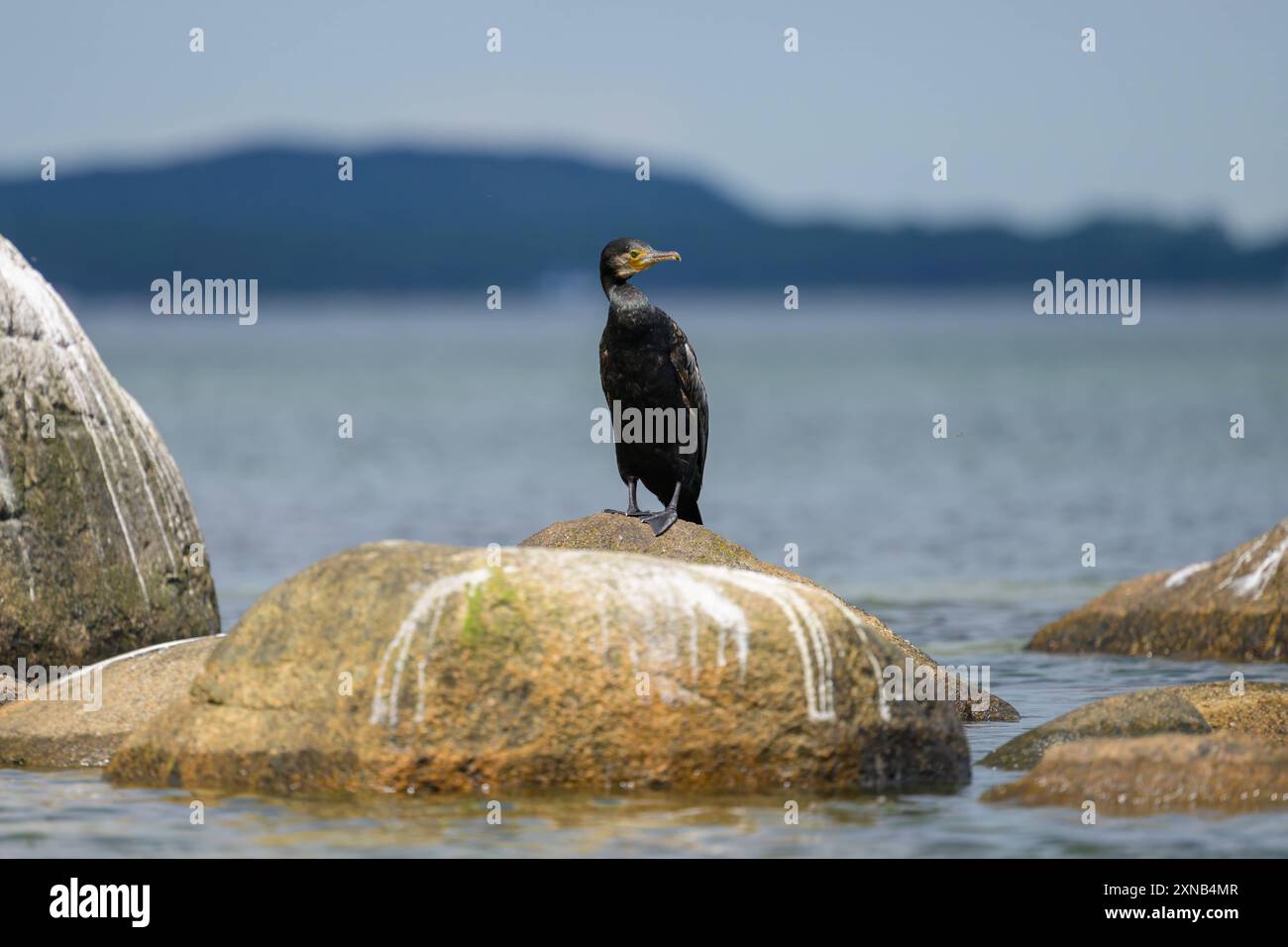 Ein großer Kormoran auf einem Felsen im Meer, sonniger Tag im Sommer, Rügen Deutschland Binz Deutschland Stockfoto