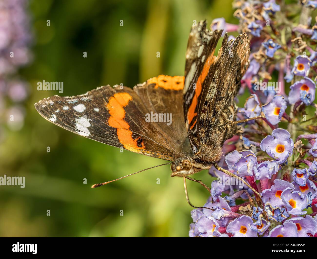 Nahaufnahme des roten Admiral Schmetterlings, der auf Buddleia-Blume sitzt Stockfoto