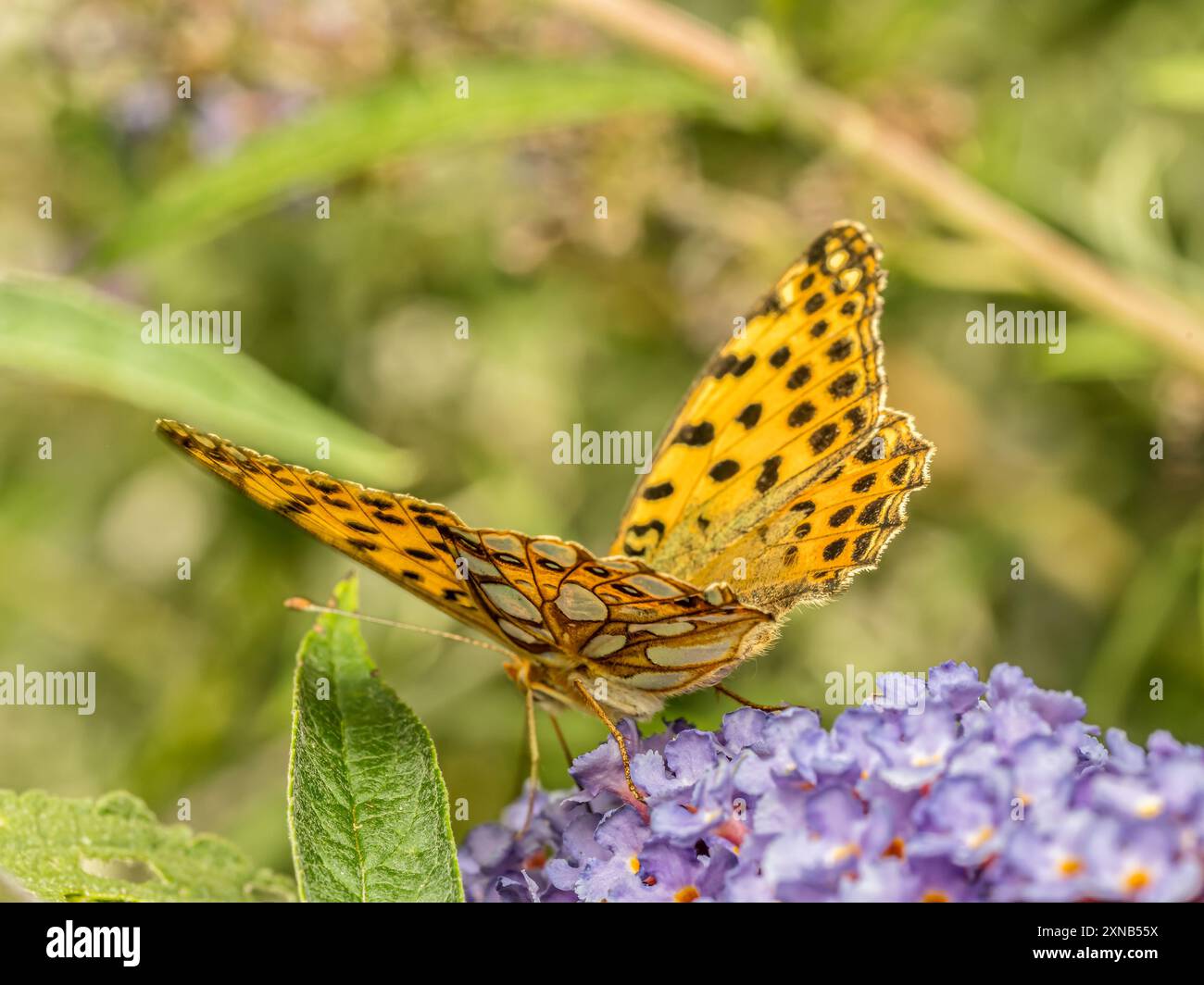 Nahaufnahme von Königin von spanien Fritillary, der auf Buddleia-Blume ruht Stockfoto