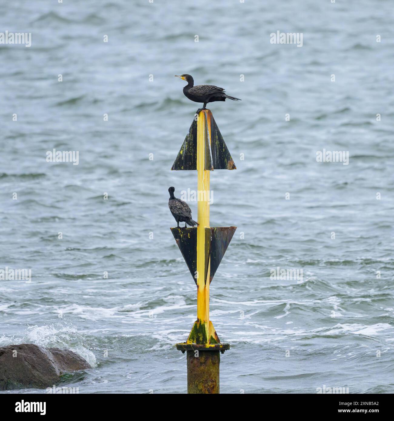 Zwei große Kormorane stehen auf einer Boje, bewölkter Tag im Sommer, Sellin Rügen, Deutschland Sellin Deutschland Stockfoto