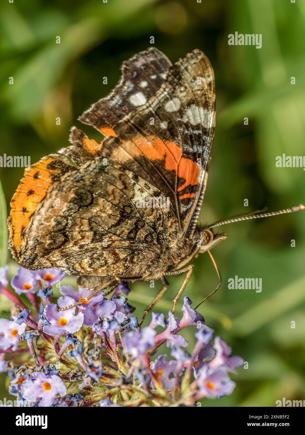 Nahaufnahme des Roten Admirals Schmetterlings mit geschlossenen Flügeln, der auf einer Buddleia-Blume sitzt Stockfoto