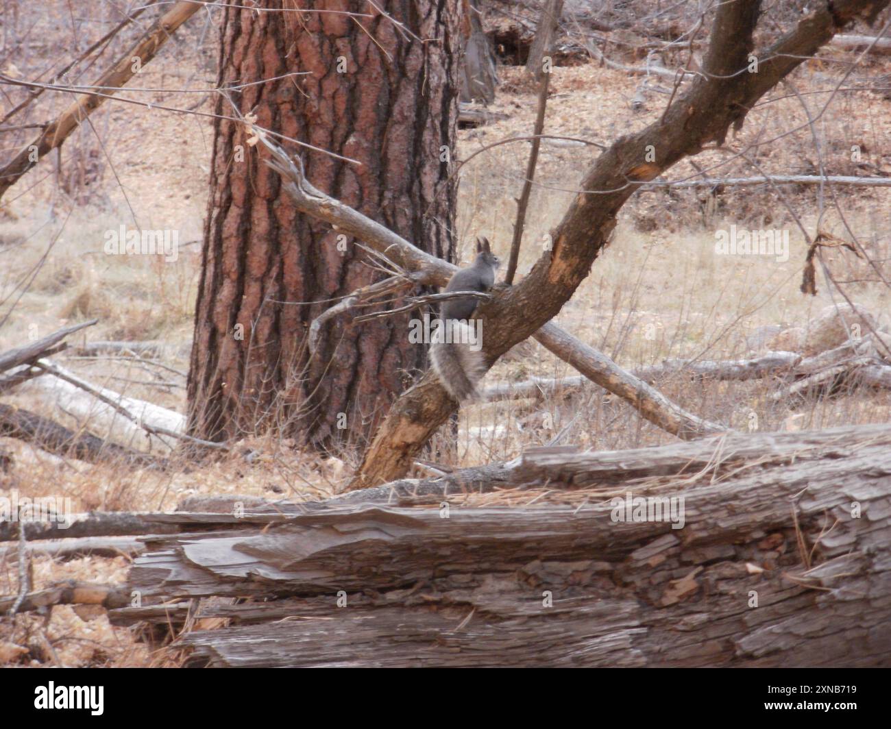 Aberts Eichhörnchen (Sciurus aberti) Mammalia Stockfoto