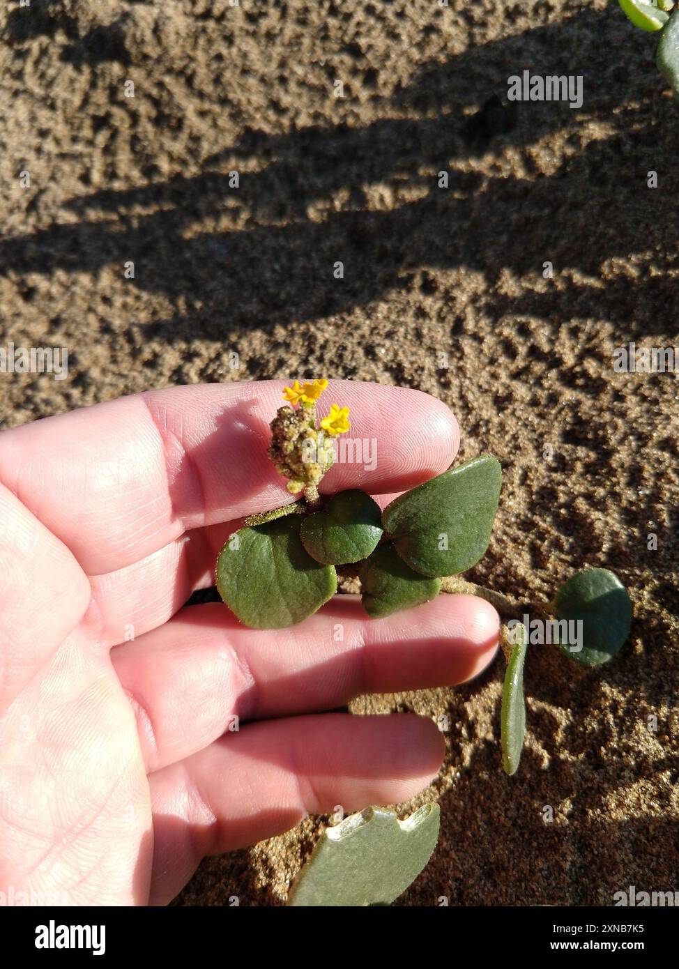 Gelbsand Verbene (Abronia latifolia) Plantae Stockfoto